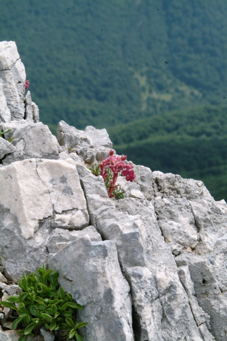 Saxifraga porophylla / Sassifraga porosa